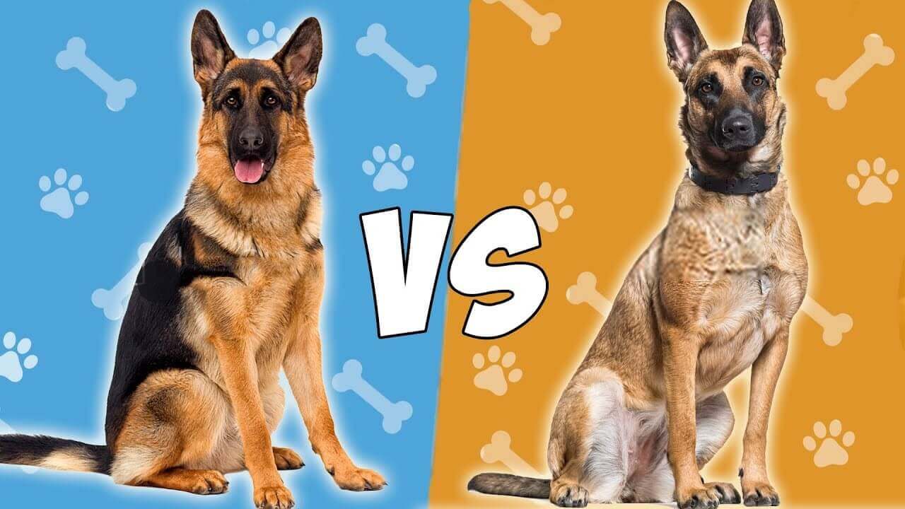 ¿Cuál es la raza más inteligente en perros?